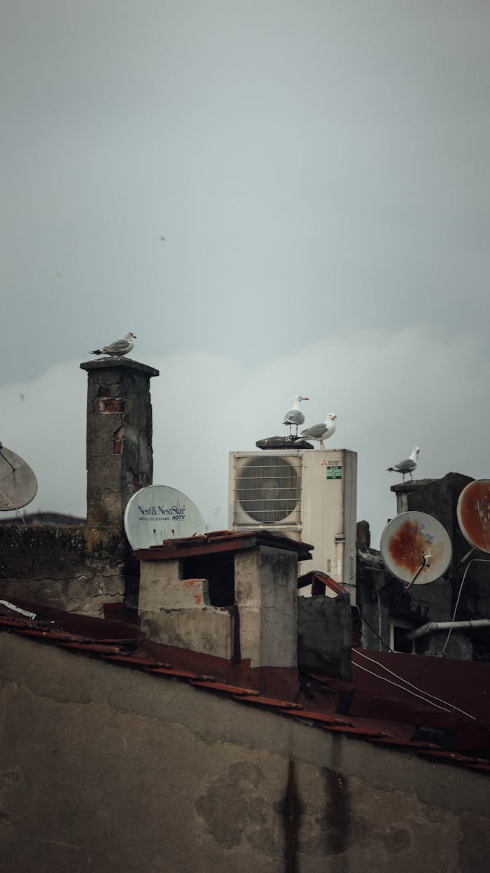journey Rooftop scene with birds perched on antennas and AC units, creating an urban atmosphere.